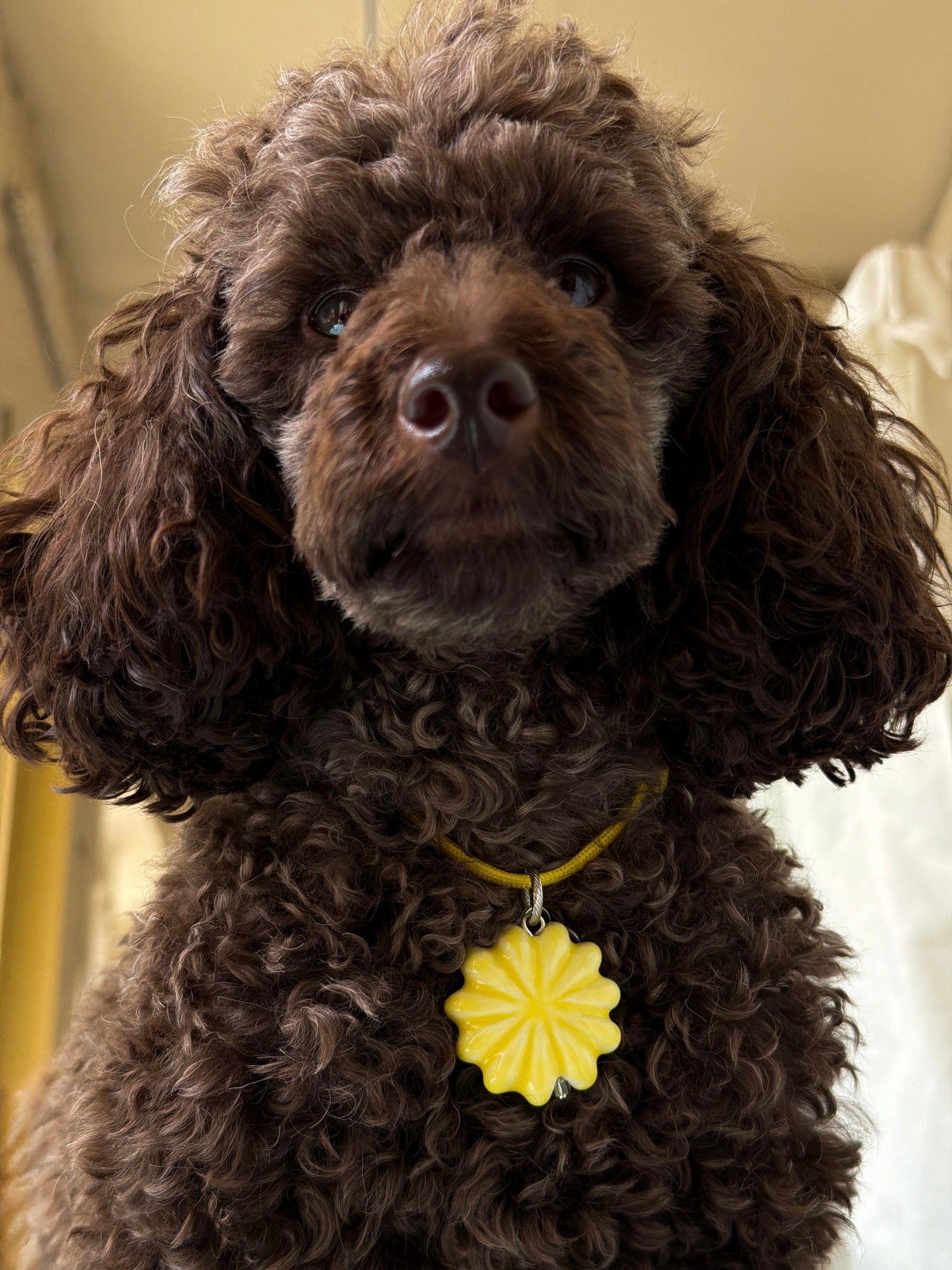 Підвіс для собак DAISY на жовтому шнурку